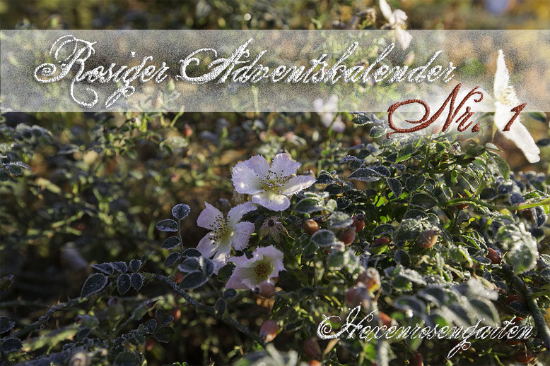 Hexenrosengarten Rosiger Adventskalender Romantischer Rosengarten Sonnenröschen Frost