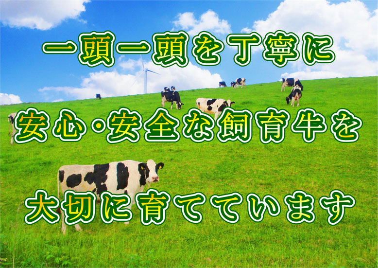 良友北の十勝　ホルスタイン