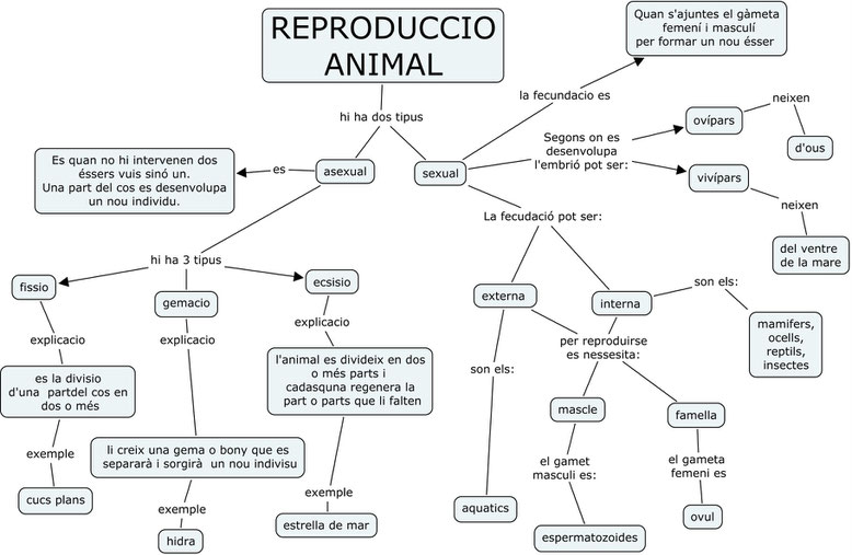 Que es la fecundació Que es la fecundació