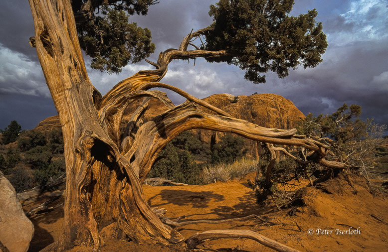 Auf einer Reise im Arches Nationalpark, habe ich diese Bristlecone Pine entdeckt, es ist eine langlebige Kiefer und gehört zu den ältesten Baumarten der Welt. Unsere Natur ist ein toller Baumeister.