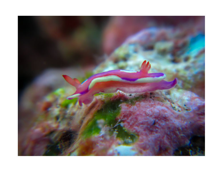 Mexichromis pusilla