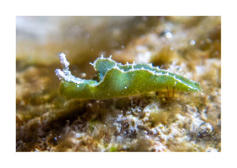 Elysia sp.19