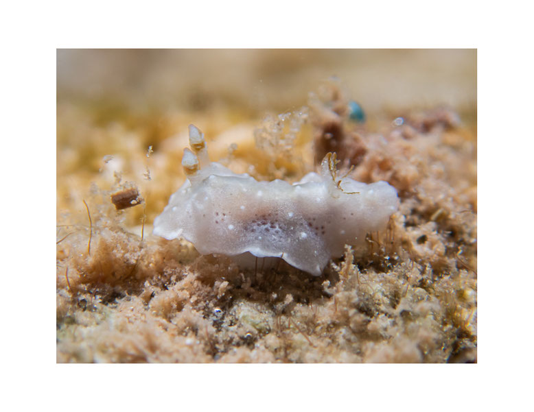 Miamira miamirana juvenile