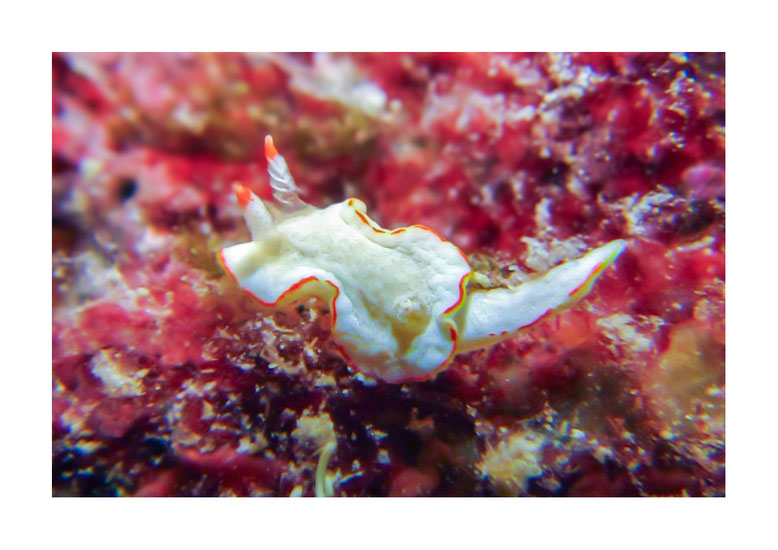 Diaphorodoris sp.1
