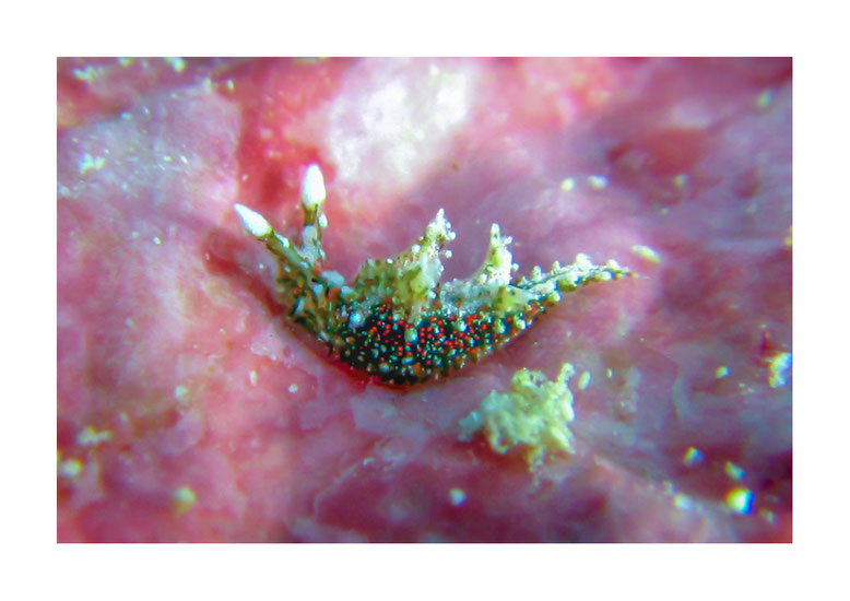 Elysia sp. 13