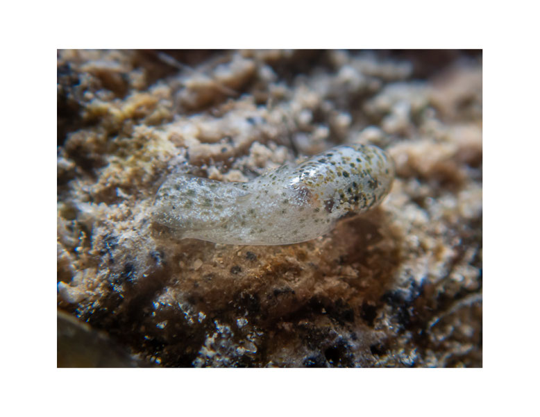 Liloa sp.3