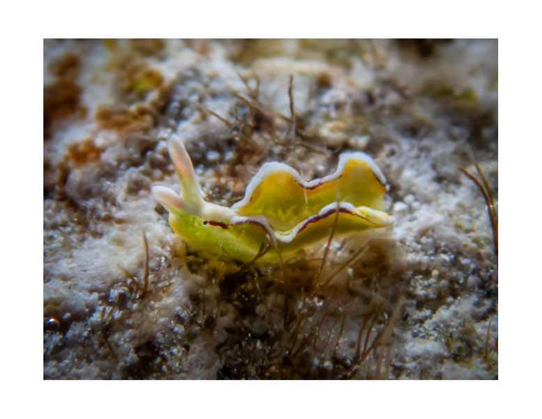 Elysia sp.23