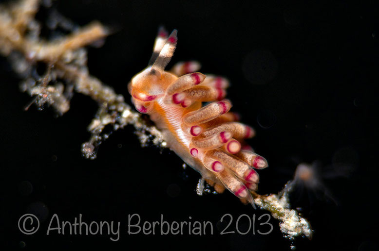 Flabellina sp 3, une nouvelle flabelline à Tahiti, tombant St Etienne, 55m, taille 1cm