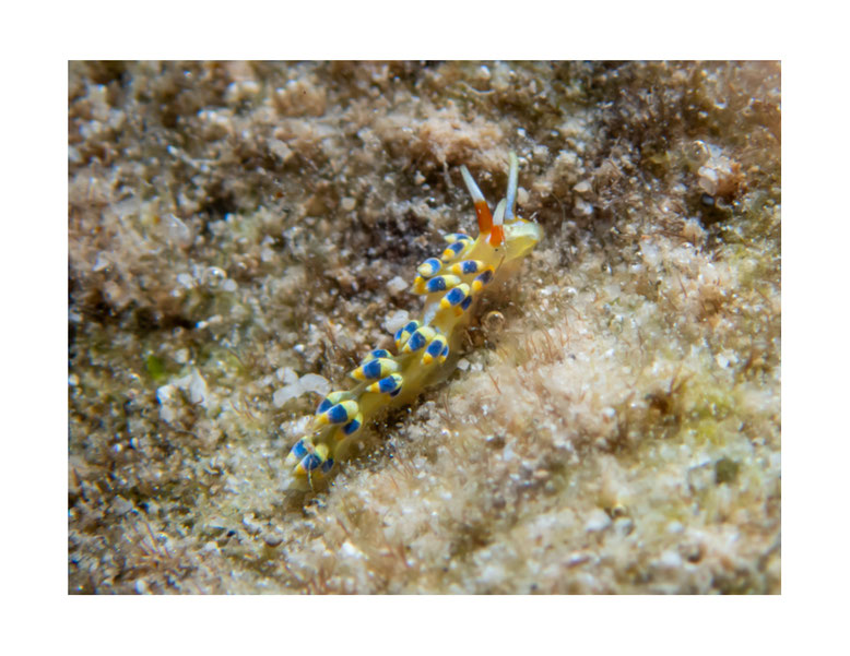 Tenellia sp.11 autrefois Cuthona sp. 10
