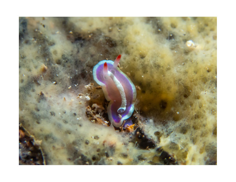 Verconia sp.2 anc Noumea cf. norba