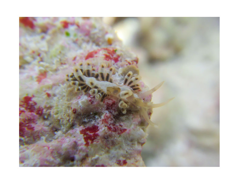 Herviella albida