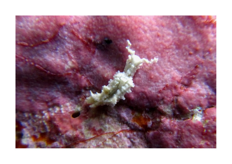 Elysia sp. 12