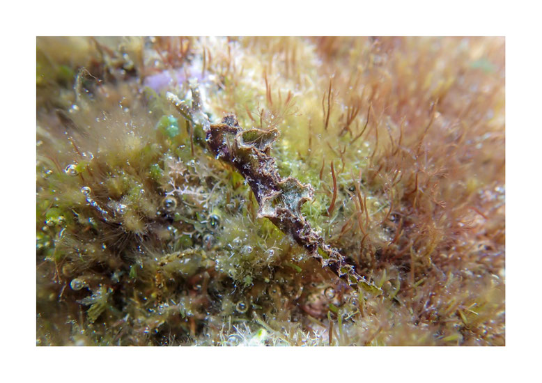 Elysia tomentosa