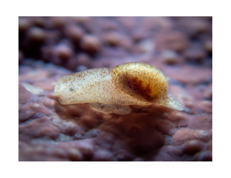Philine sp.2