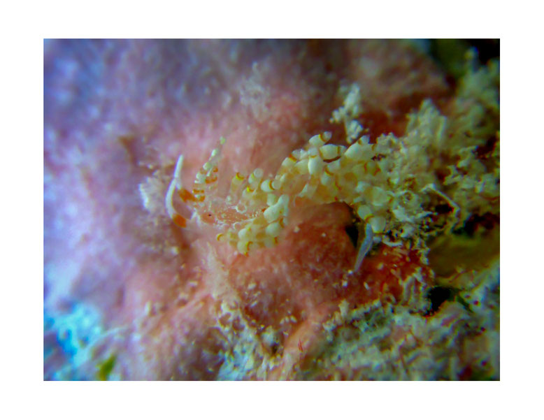 Tenellia sp.9 autrefois Cuthona sp. 9