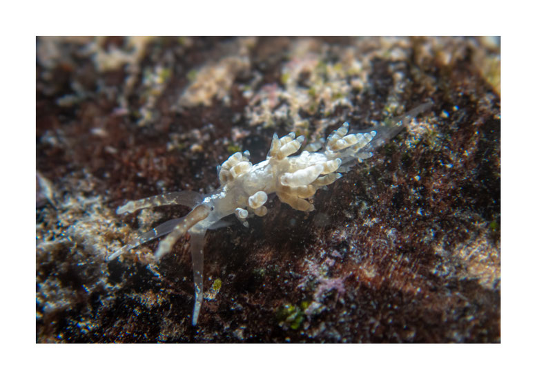 Favorinus sp#2