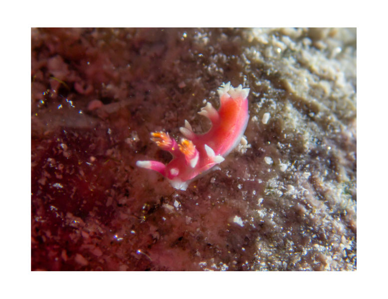 Marianina rosea