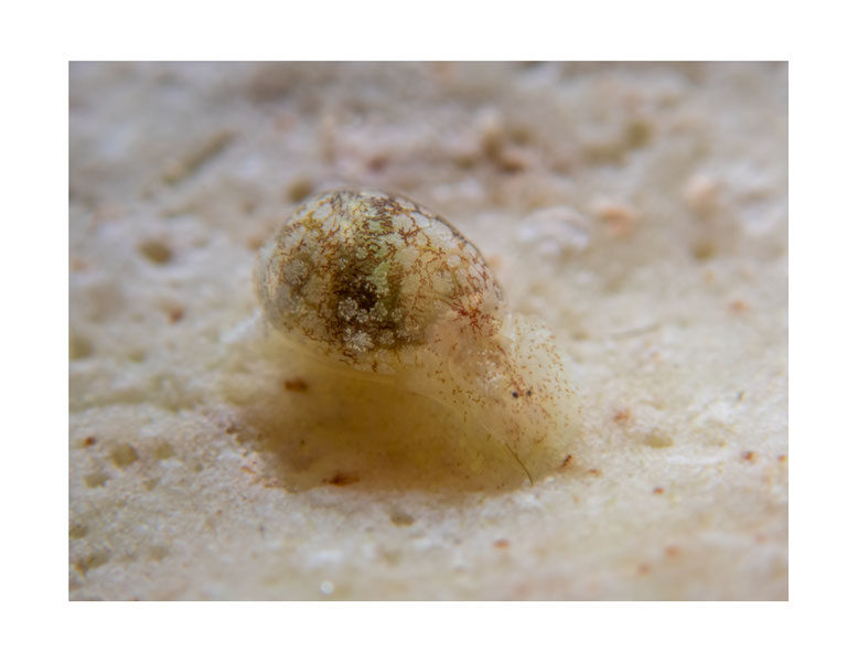 Haminoeid sp.3