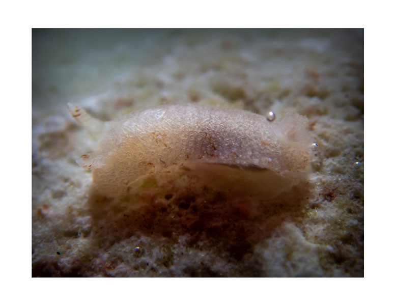Discodorid sp.11 non identifié