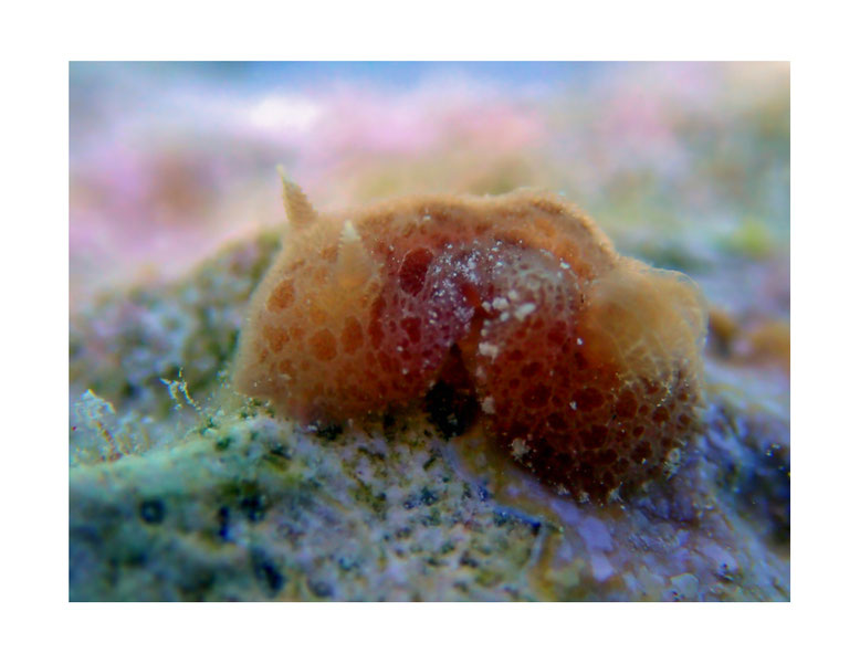 Rostanga sp. 2