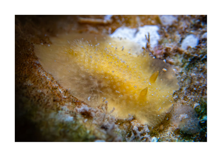 Doris granulosa