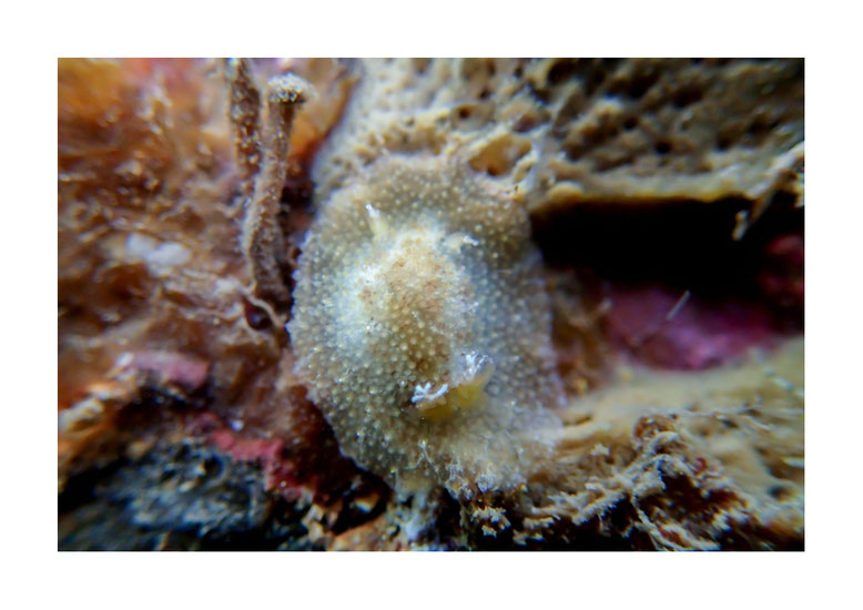 dorid non identifié sp.1