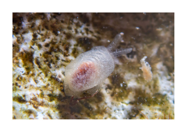 Berthella sp.2