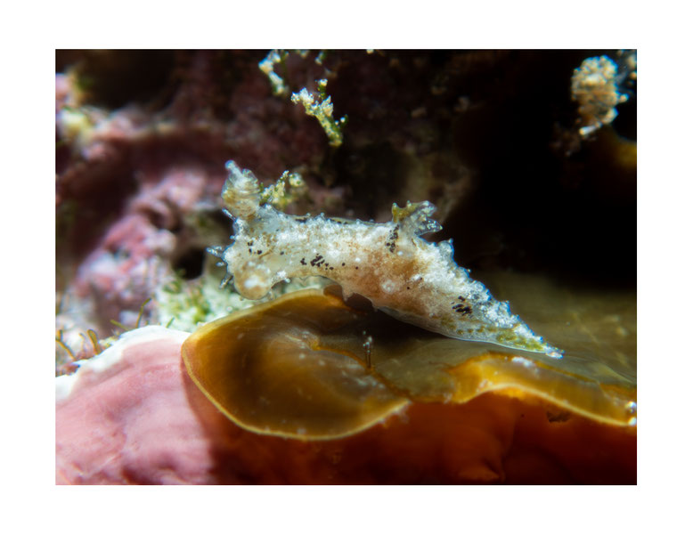 Polycera sp.1