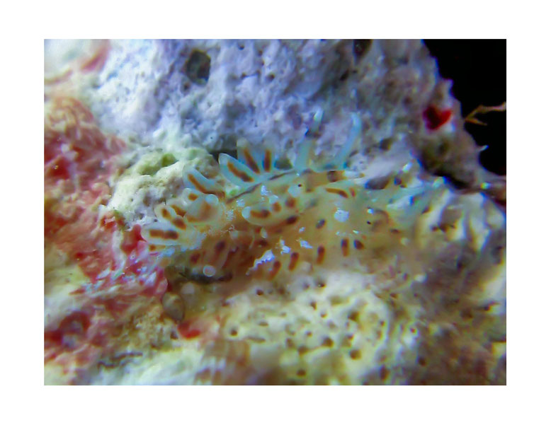 Tenellia poritophages anc Cuthona poritophages