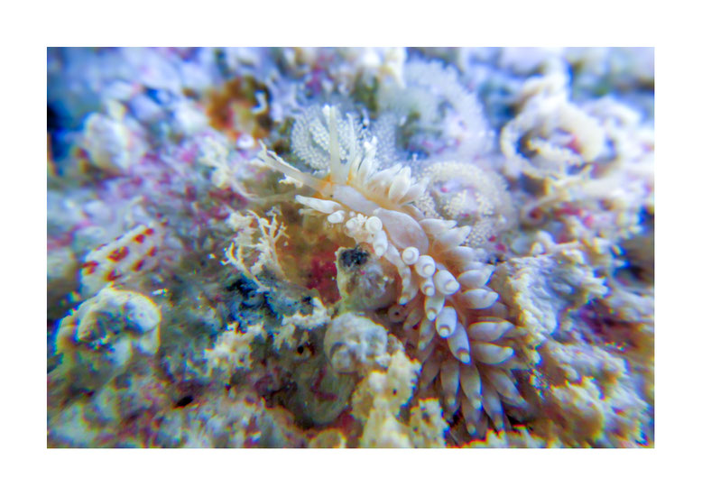 Anteaeolidiella sp.1