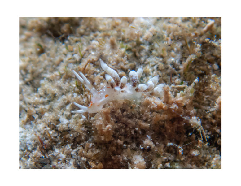 Tenellia sp.14 autrefois Cuthona sp. 14