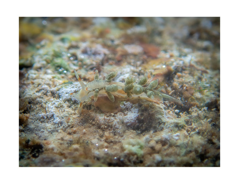 Eubranchus sp.12