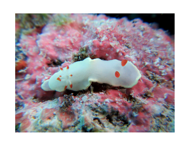 Ardeodoris sp.2