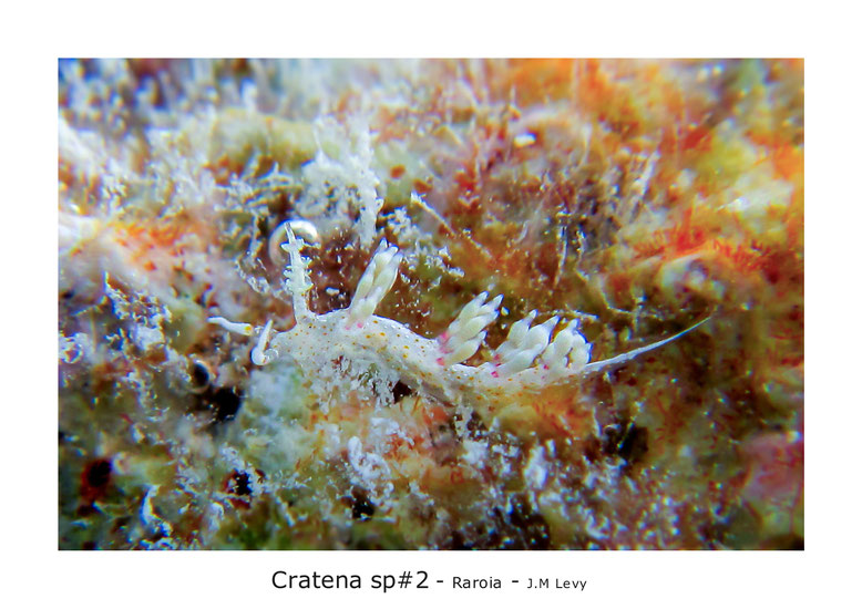 Cratena sp.2