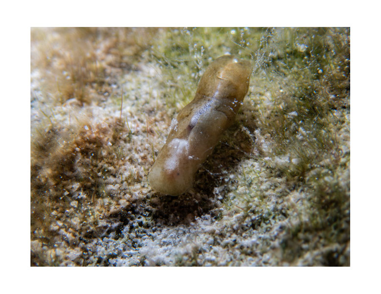 Phanerophthalmus sp.1