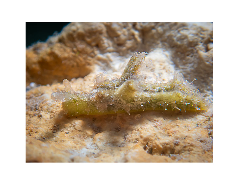 Elysia sp.24