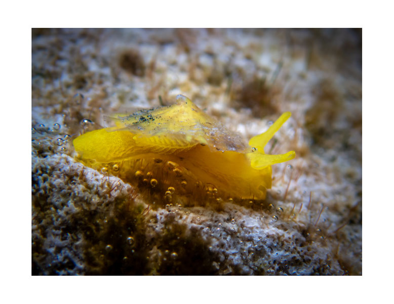 Tylodina sp.1