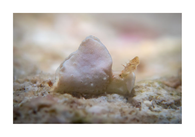 Elysia sp.21