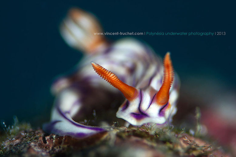 Hypselodoris zephyra, Tikehau, Tuamotu archipelago