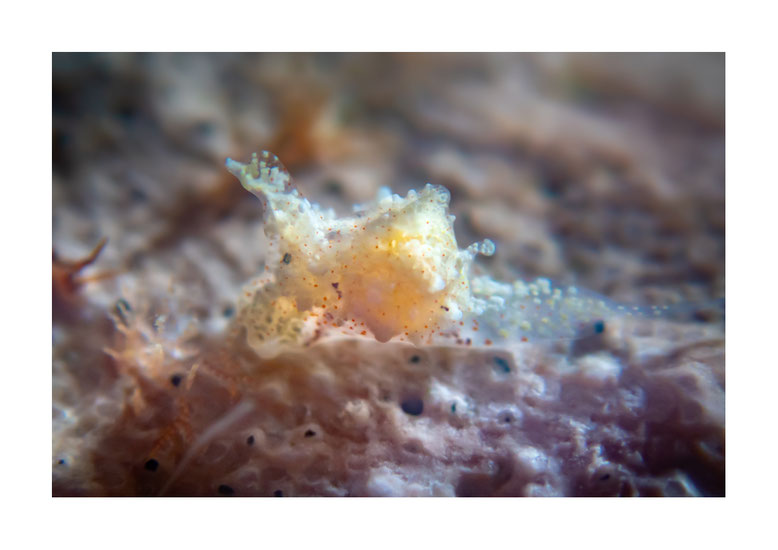 Gastropteron minutum