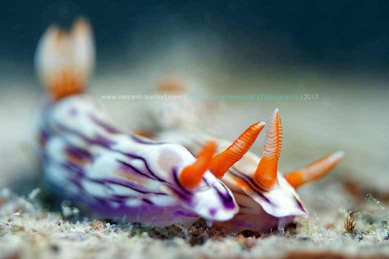 Hypselodoris zephyra, Tikehau, Tuamotu archipelago