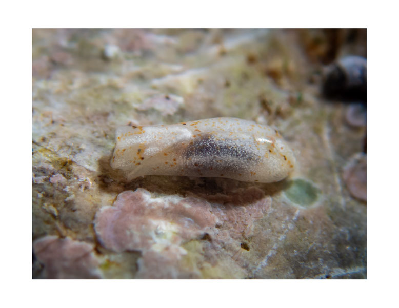 Phanerophthalmus sp.4