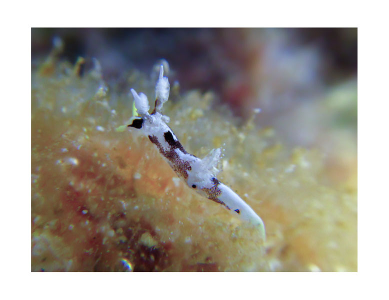  Trapania sp. 2