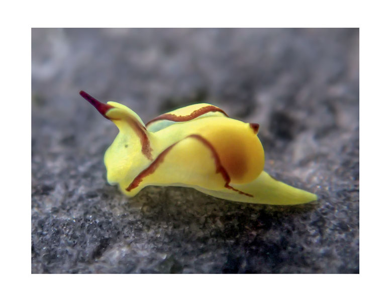 Siphopteron brunneomarginatum