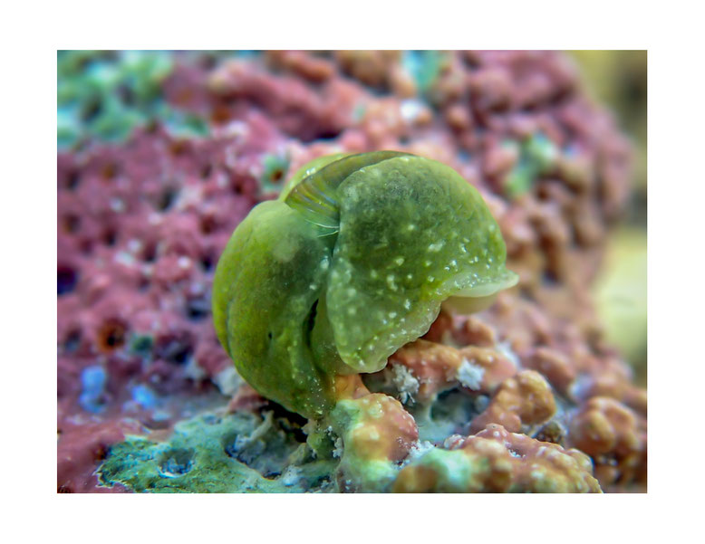 Smaragdinella calyculata