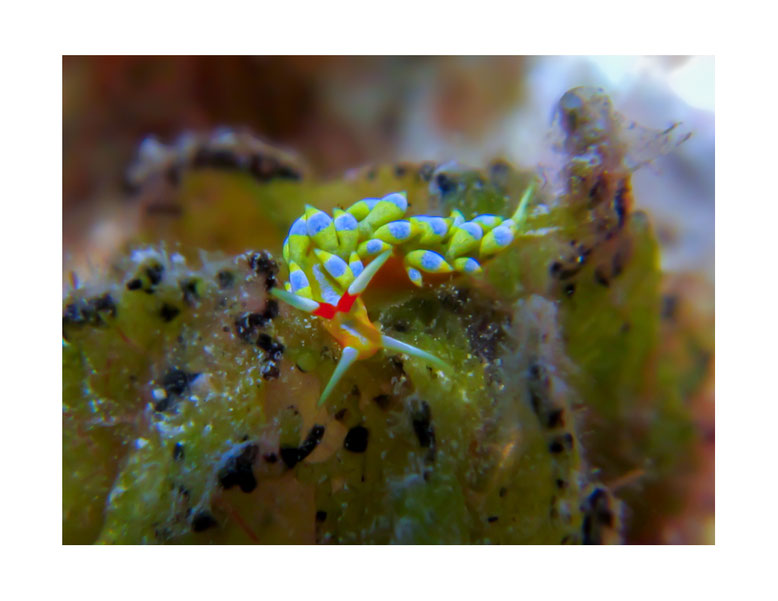 Tenellia sp.10 autrefois Cuthona sp. 7