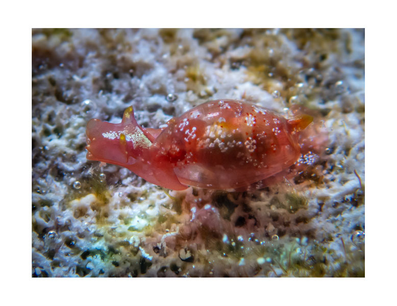 Vellicolla sp.1