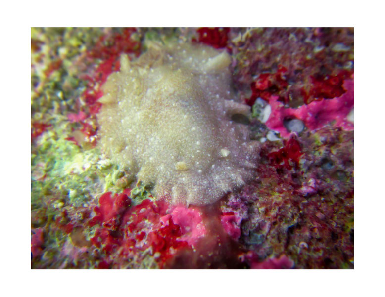 Discodorid sp.7  non identifié