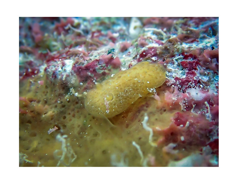 Rostanga sp.1