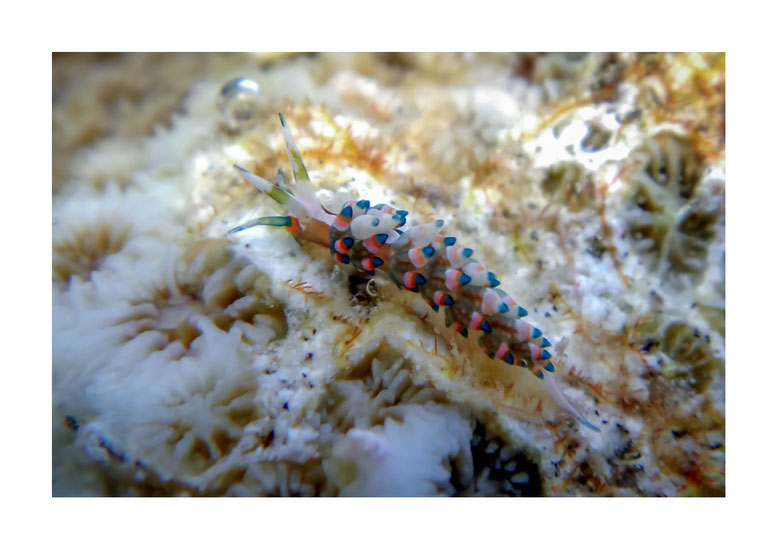 Eubranchus sp.4